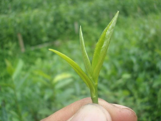 Tea Bud Close-up