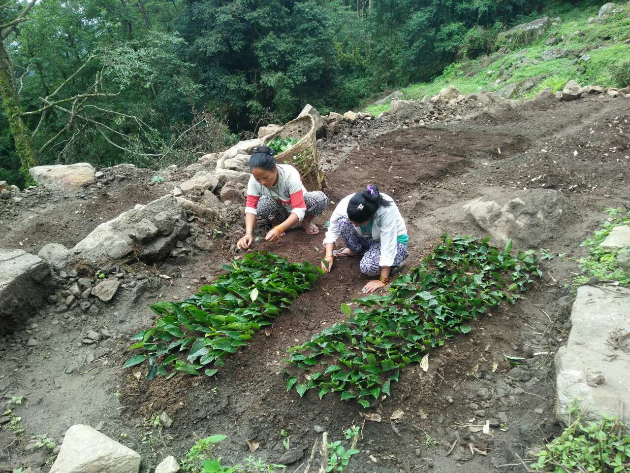Women Planting